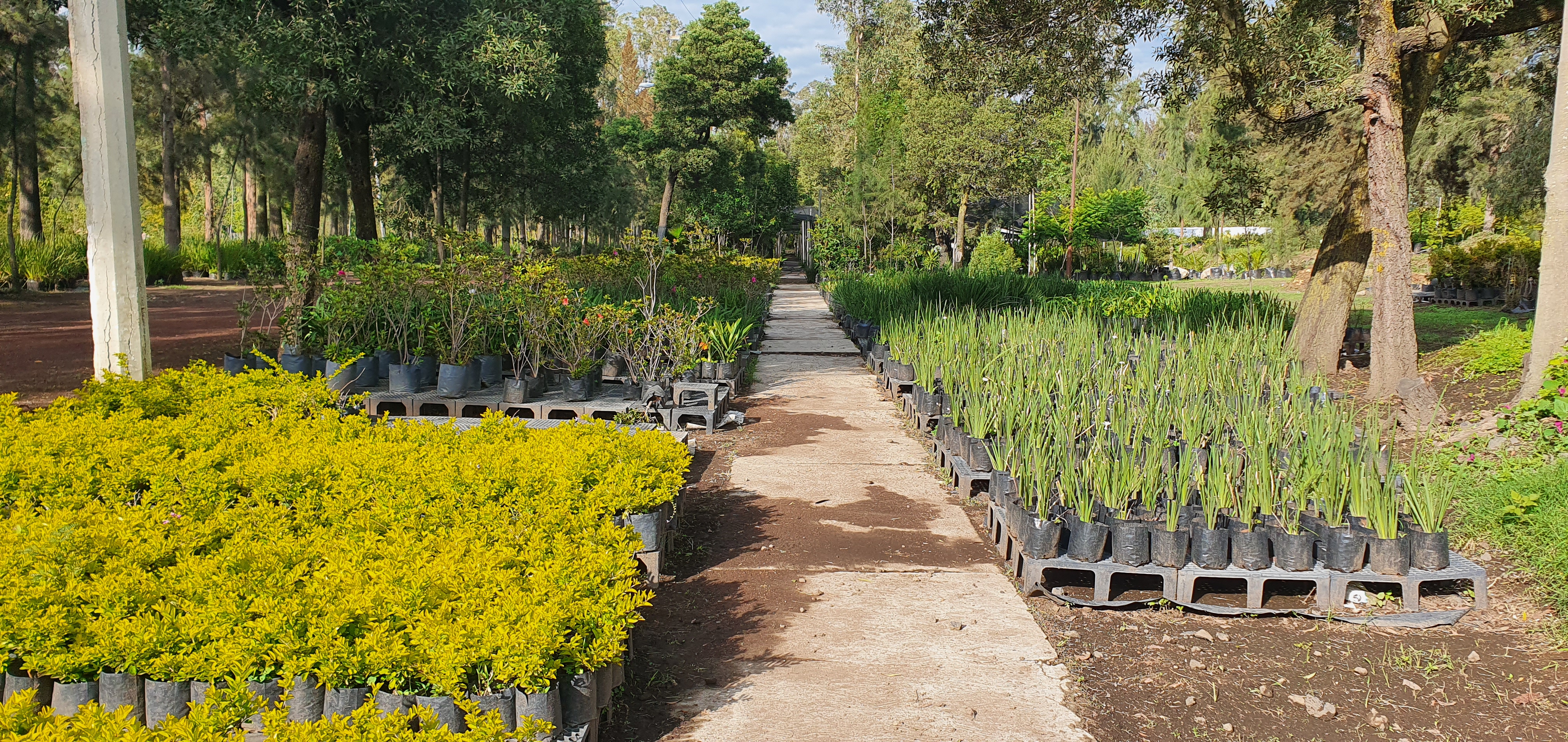 Servicio de venta de plantas, madera, saneamiento de arbolado urbano y  cursos de capacitación en manejo de áreas verdes