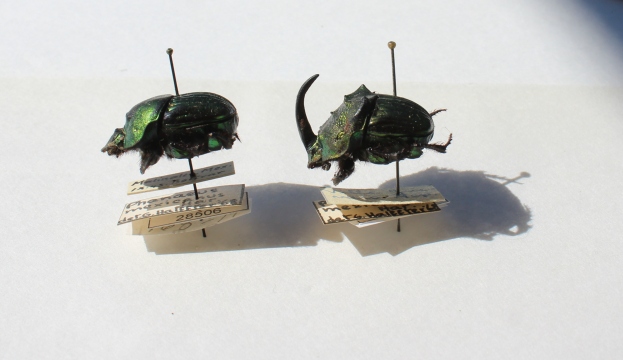 Escarabajos4.jpg