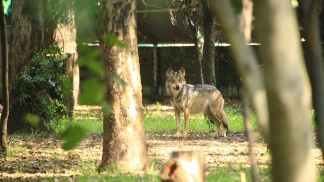 Adulto reproductor de Lobo Mexicano en el Zoológico Los Coyotes.jpeg