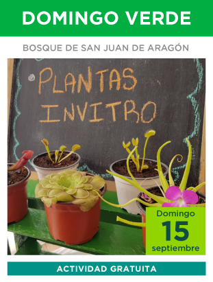 domingo-verde.png