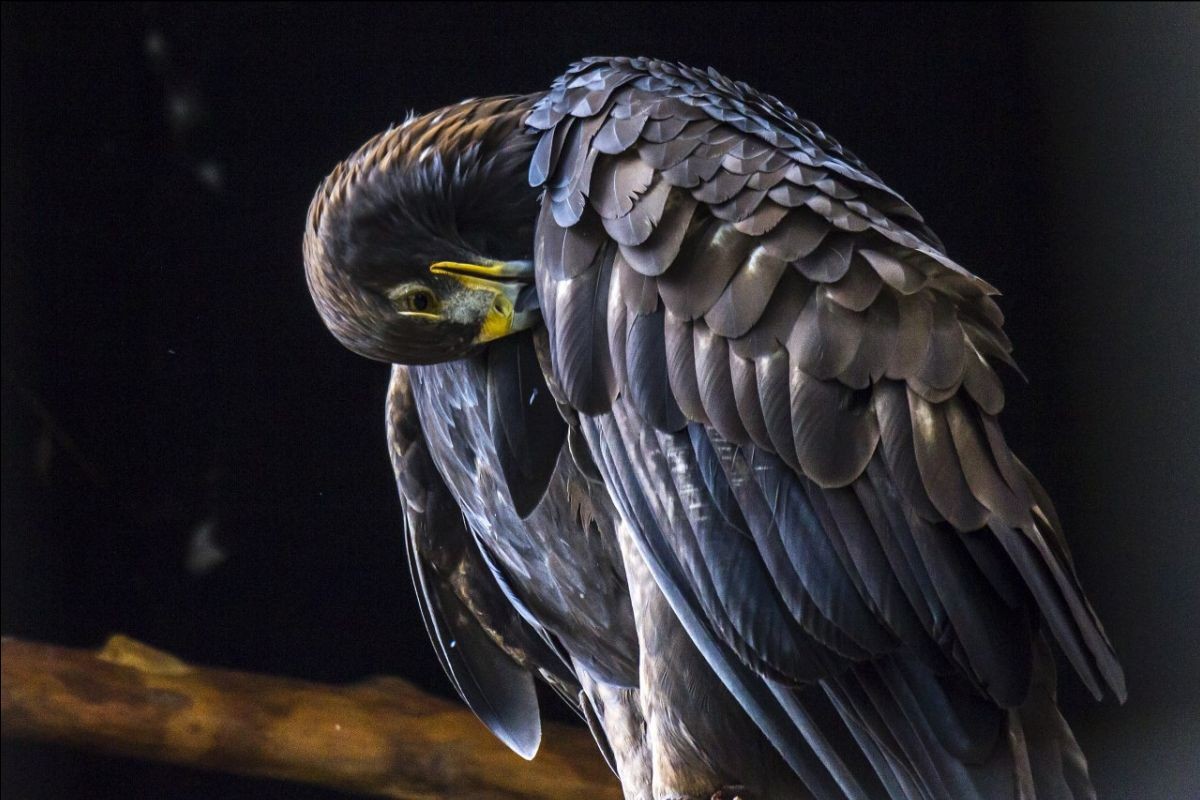 Fuerza y temperamento, características del Águila Real