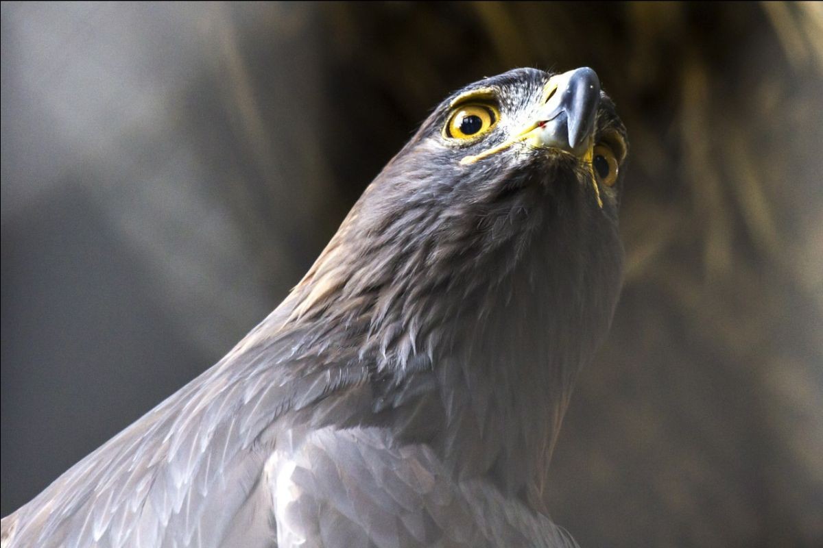 Fuerza y temperamento, características del Águila Real