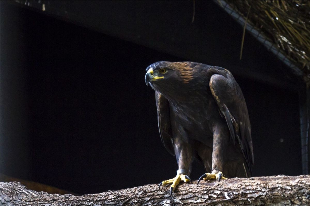 Fuerza y temperamento, características del Águila Real