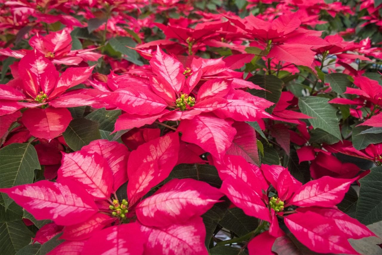 Cultiva flor de Nochebuena, con pasión y arraigo familiar