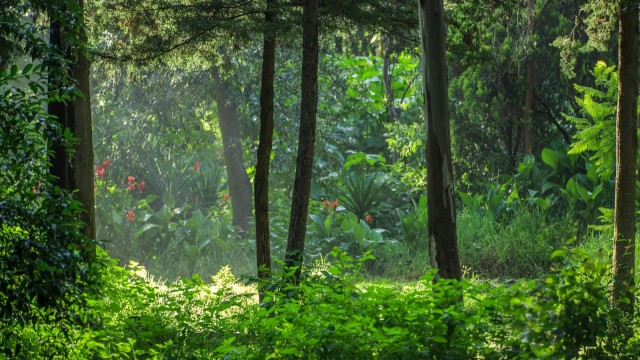 Detalla Sedema reapertura del Bosque de Tlalpan