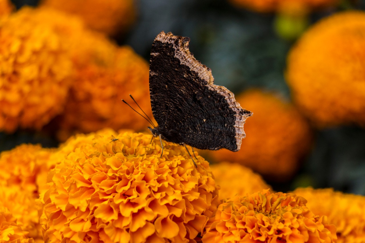 Listo un millón 200 mil flores de cempasúchil para este Día de Muertos