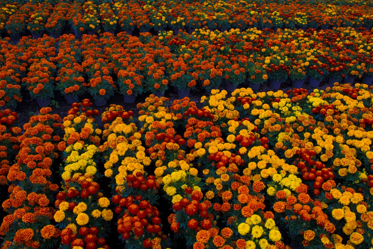 Listo un millón 200 mil flores de cempasúchil para este Día de Muertos