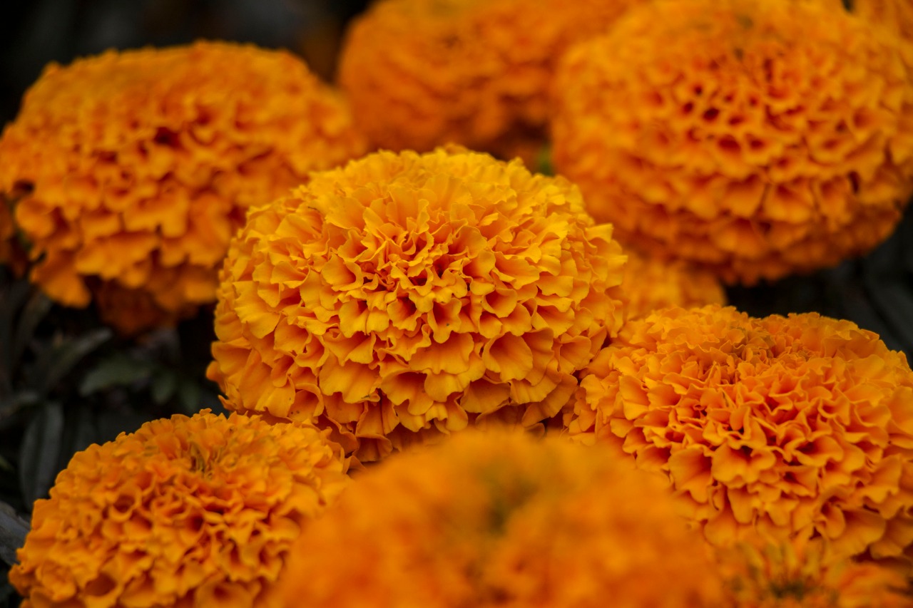 Listo un millón 200 mil flores de cempasúchil para este Día de Muertos