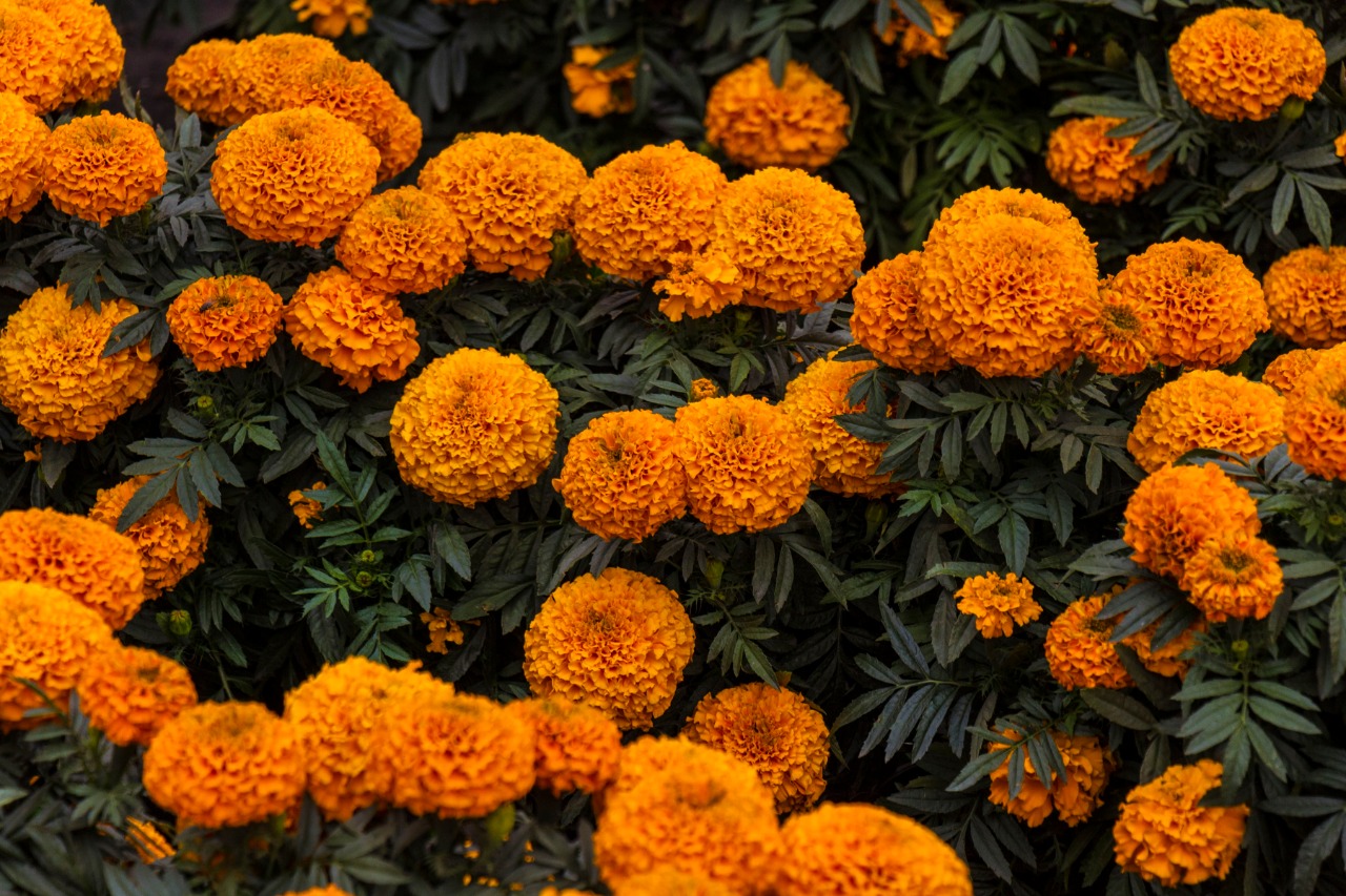 Listo un millón 200 mil flores de cempasúchil para este Día de Muertos