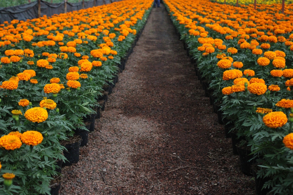 Invitan productores a celebrar Día de Muertos con cempasúchil cultivado en  la ciudad