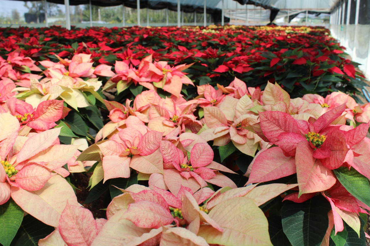 Un millón 571 mil plantas de Nochebuena listas para esta Navidad