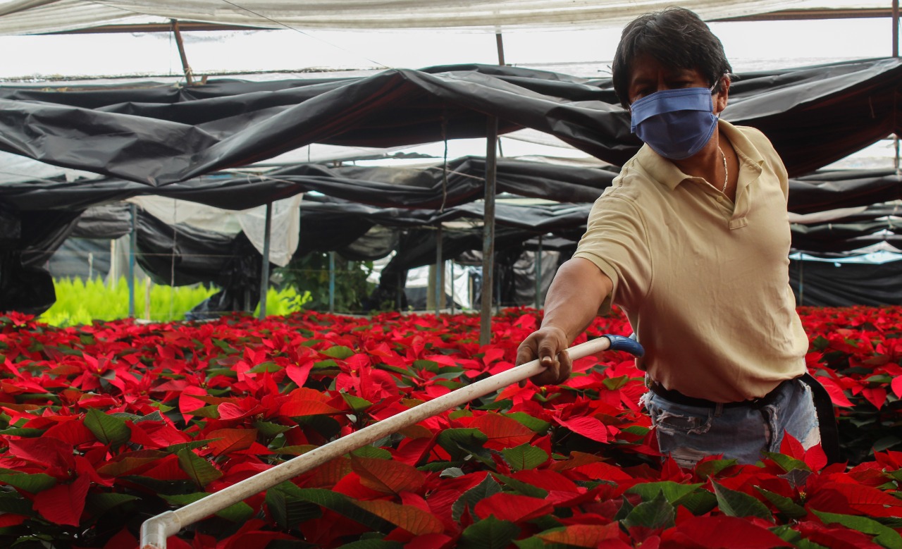 Un millón 571 mil plantas de Nochebuena listas para esta Navidad Un millón 571 mil plantas de Nochebuena listas para esta Navidad