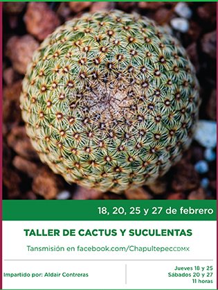 Taller de cactus.jpg