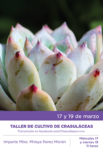 Crasuláceas 330x480.png