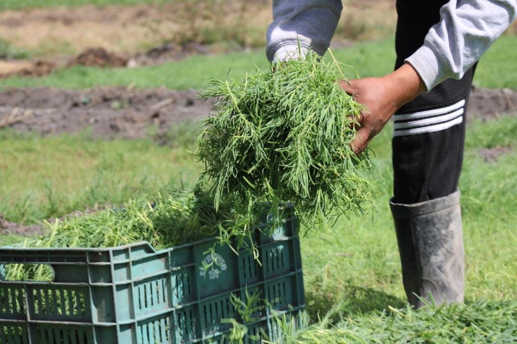 Lista la producción de romeritos en San Andrés Mixquic