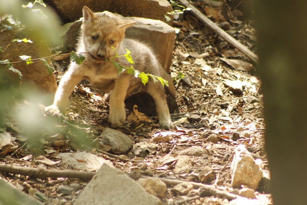 Informa Sedema sobre nacimiento de lobos mexicanos