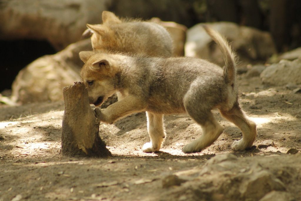 Informa Sedema sobre nacimiento de lobos mexicanos