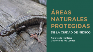 Áreas Naturales Protegidas 🦎