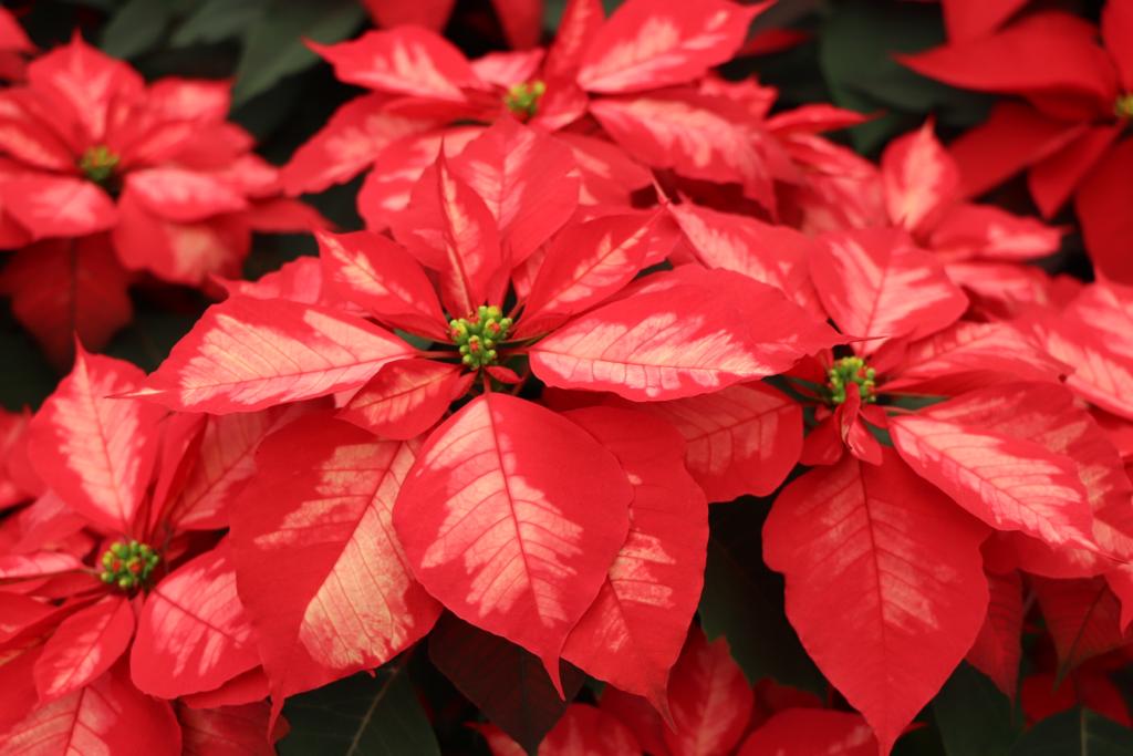 Arranca este sábado “Festival de Flores de Nochebuena 2021” en distintos puntos de la Ciudad de México Arranca este sábado “Festival de Flores de Nochebuena 2021” en distintos puntos de la Ciudad de México