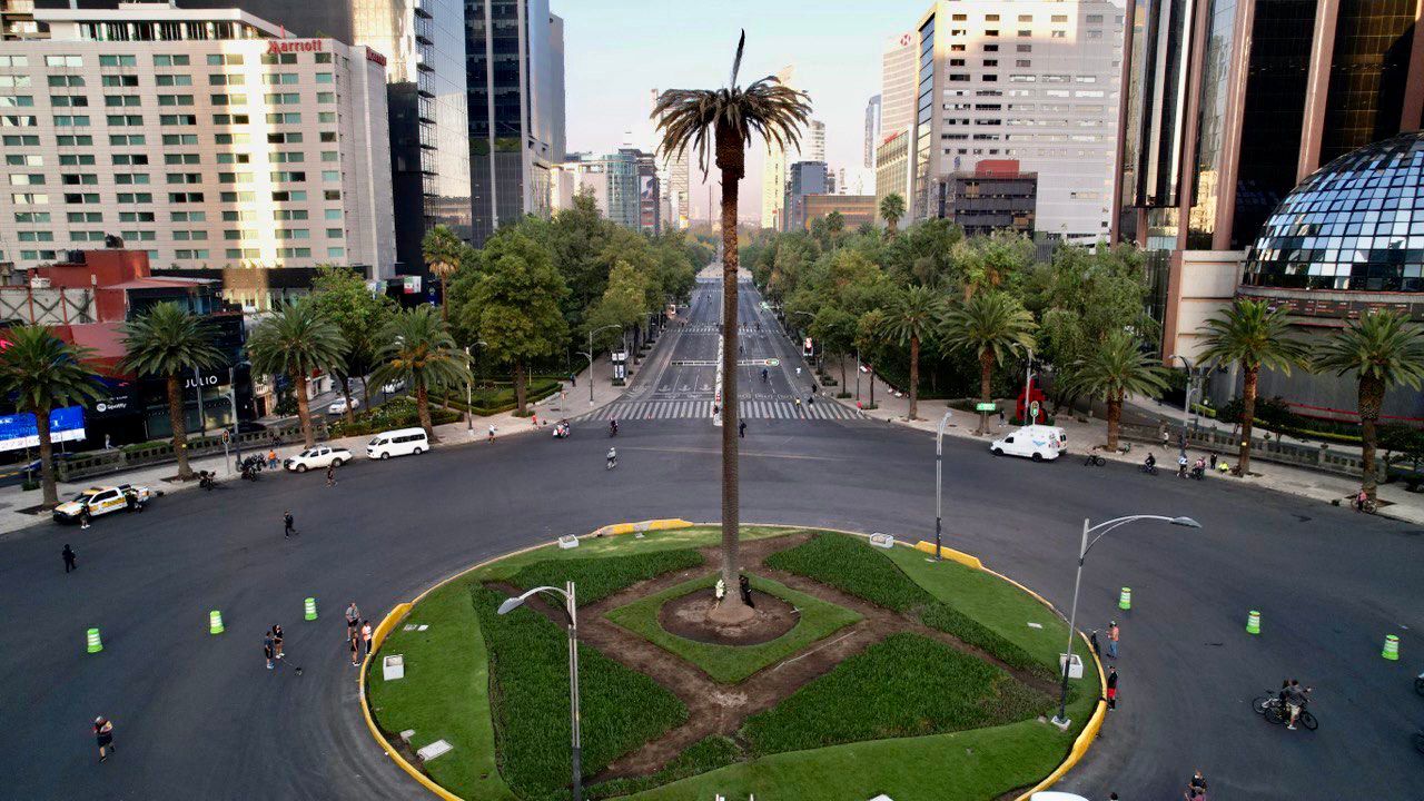 Palma en Reforma