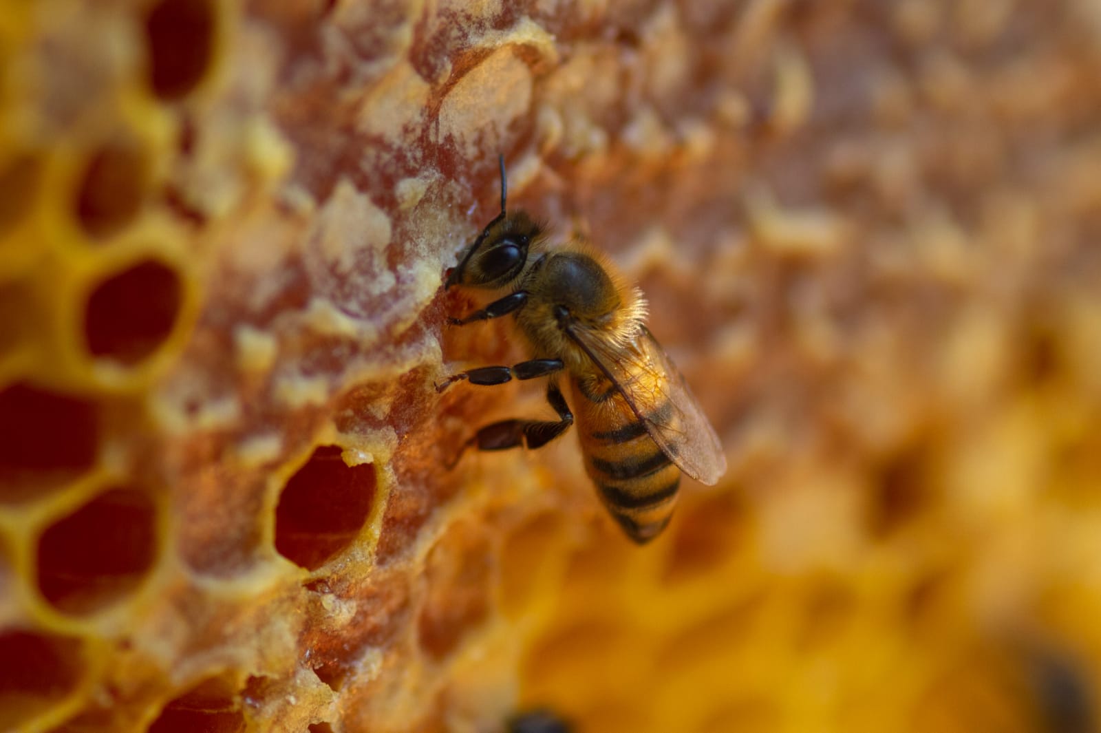 La cera de abeja está donde no te lo imaginas, Secretaría de  Agricultura y Desarrollo Rural, Gobierno