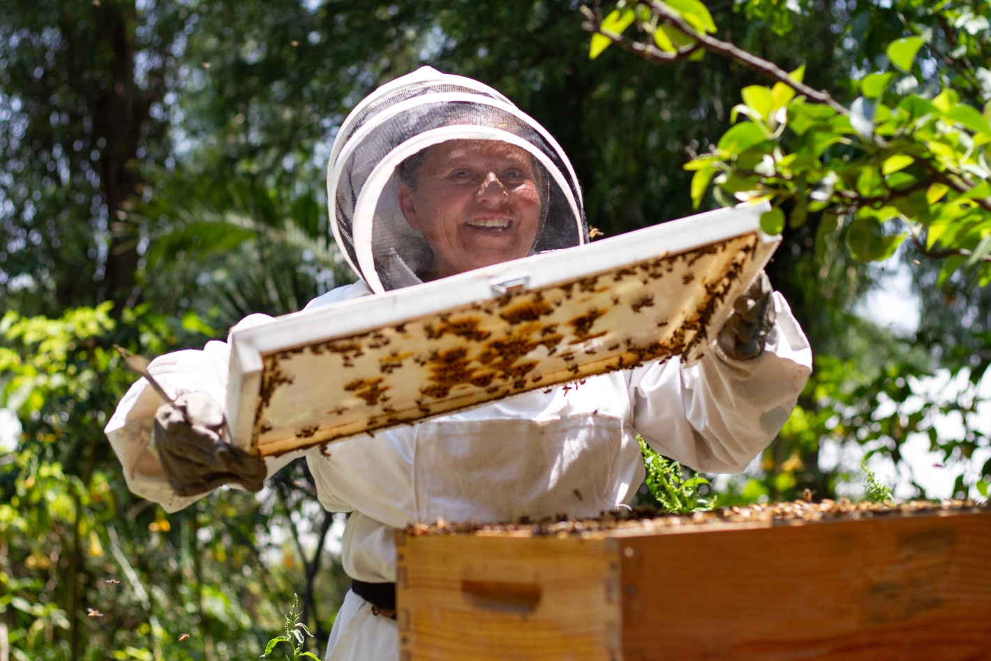 La cera de abeja está donde no te lo imaginas, Secretaría de  Agricultura y Desarrollo Rural, Gobierno