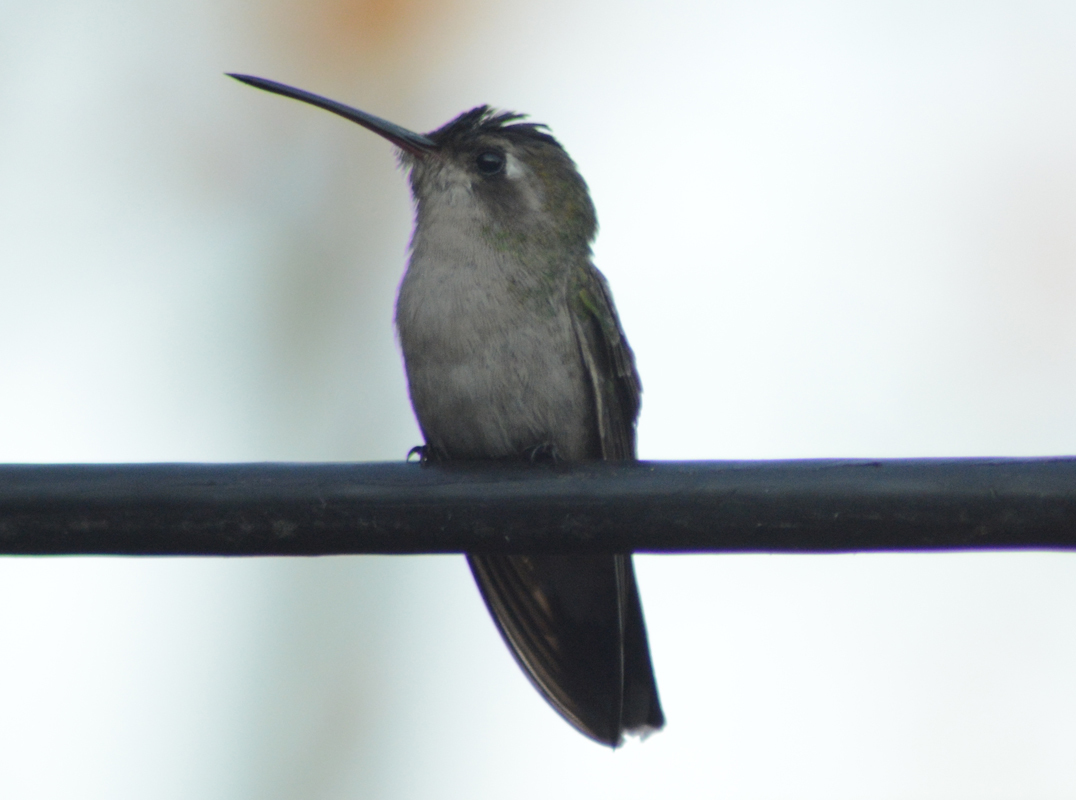 colibri 2.jpg