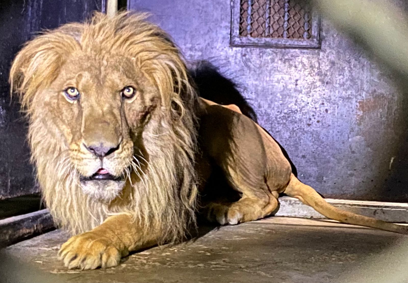 Recibe Zoológico de Chapultepec 8 grandes felinos rescatados de un predio  en el Ajusco