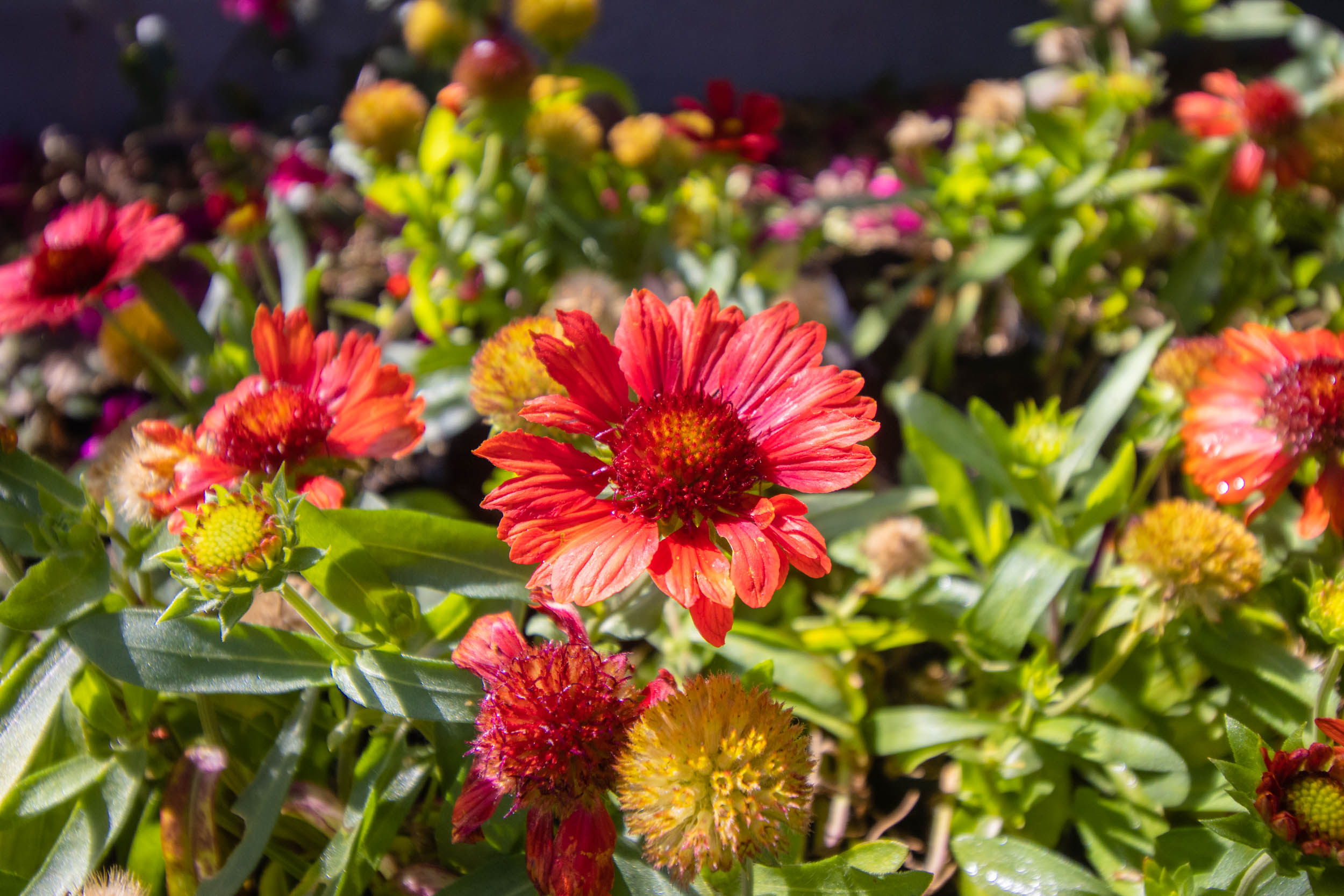 Mujeres_Polinizadoras_Plantas_Acuexcomatl_g_044.jpg