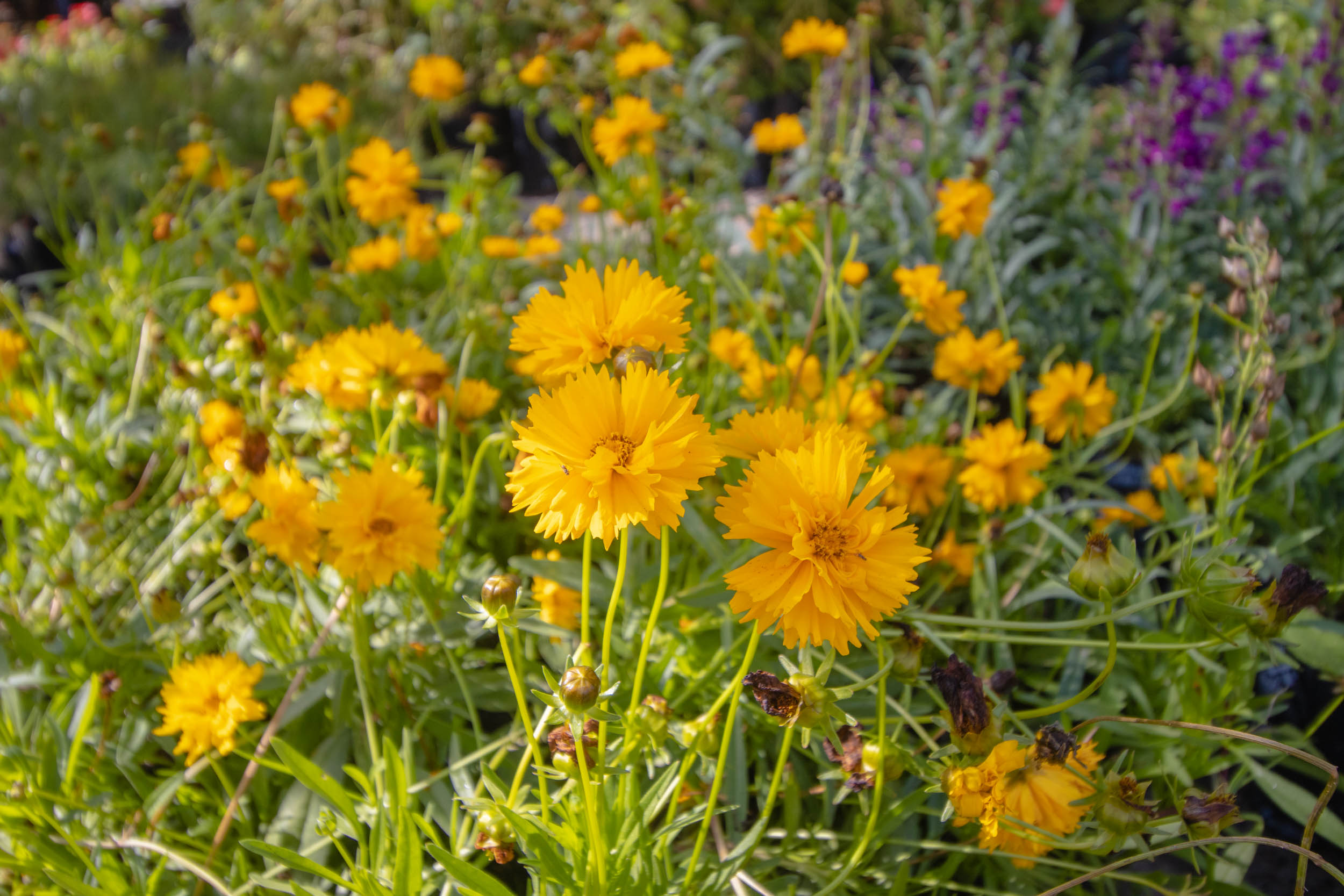 Mujeres_Polinizadoras_Plantas_Acuexcomatl_g_043.jpg