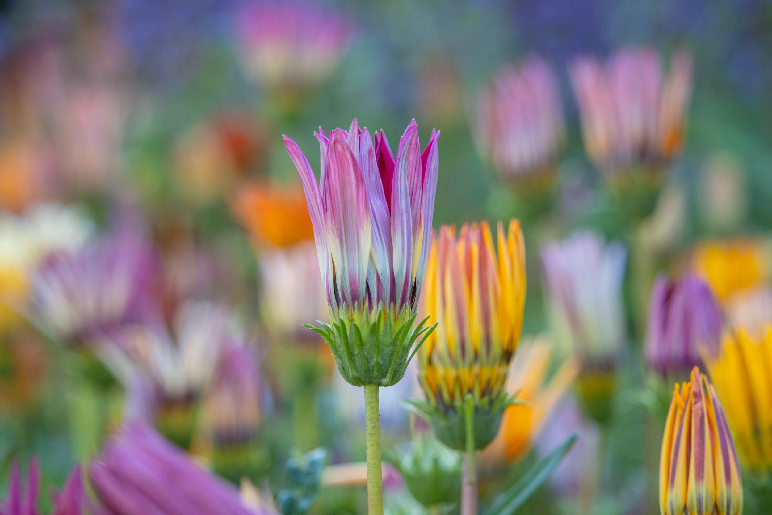 Mujeres_Polinizadoras_Plantas_Acuexcomatl_g_014.jpg