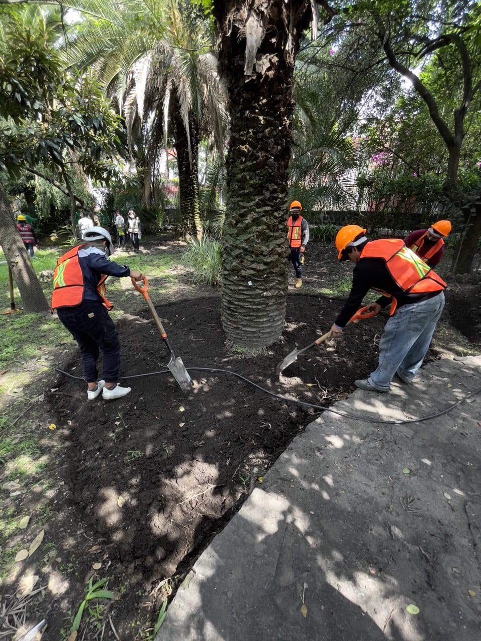 Reporta Sedema avances del “Programa de Saneamiento de Árboles y Palmeras  de la Ciudad de México”