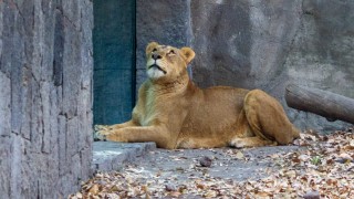 Logra Zoológico de Chapultepec recuperación exitosa de leones rescatados por Profepa de un santuario en el Ajusco