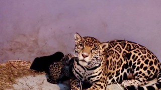 Informa Sedema sobre nacimiento de tres cachorros de jaguar en el Centro de Conservación de Fauna Silvestre de Chapultepec