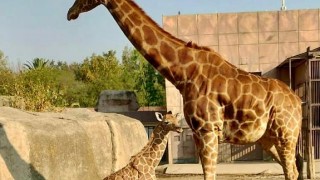 Informa Sedema sobre nacimiento de una cría de jirafa en el Centro de Conservación de la Fauna Silvestre de San Juan de Aragón