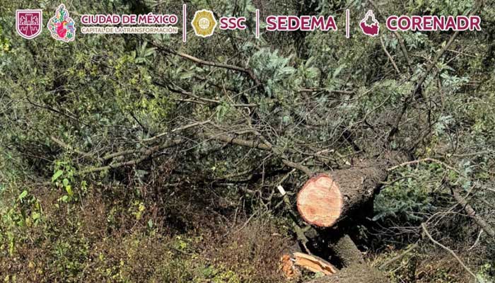 arbol01.jpg