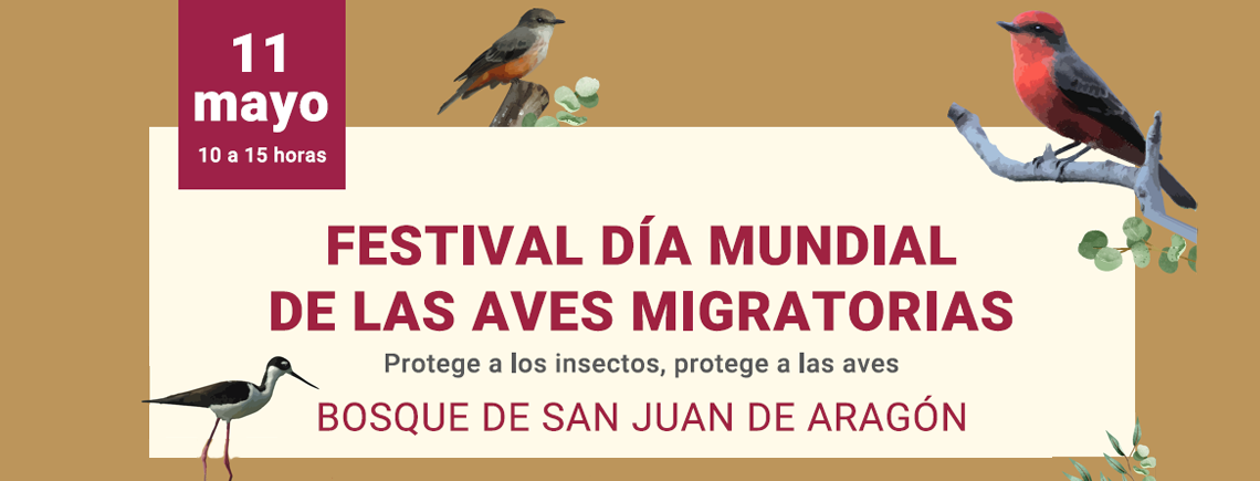 Festival BSJ