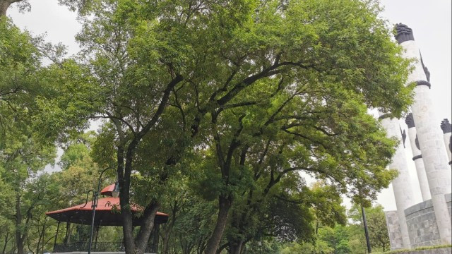 árbol.jpg