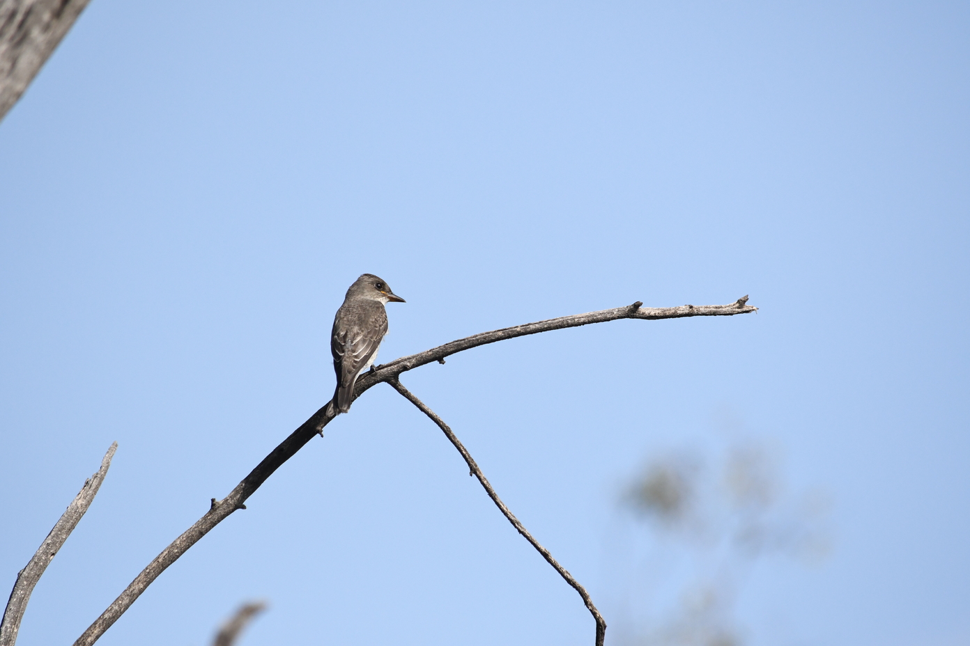 Recorrido_AVES_CE_27SEPT_RGR47.jpg