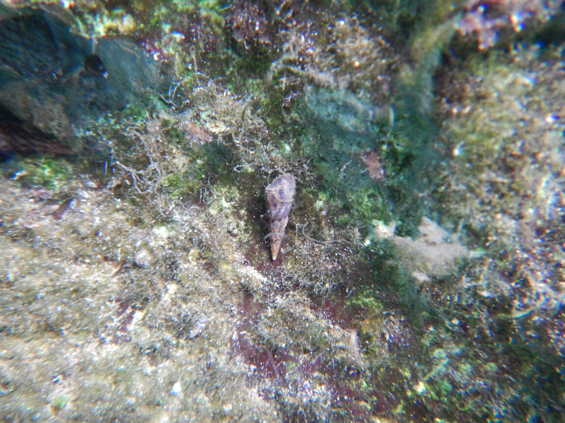 Invasores silenciosos.jpg