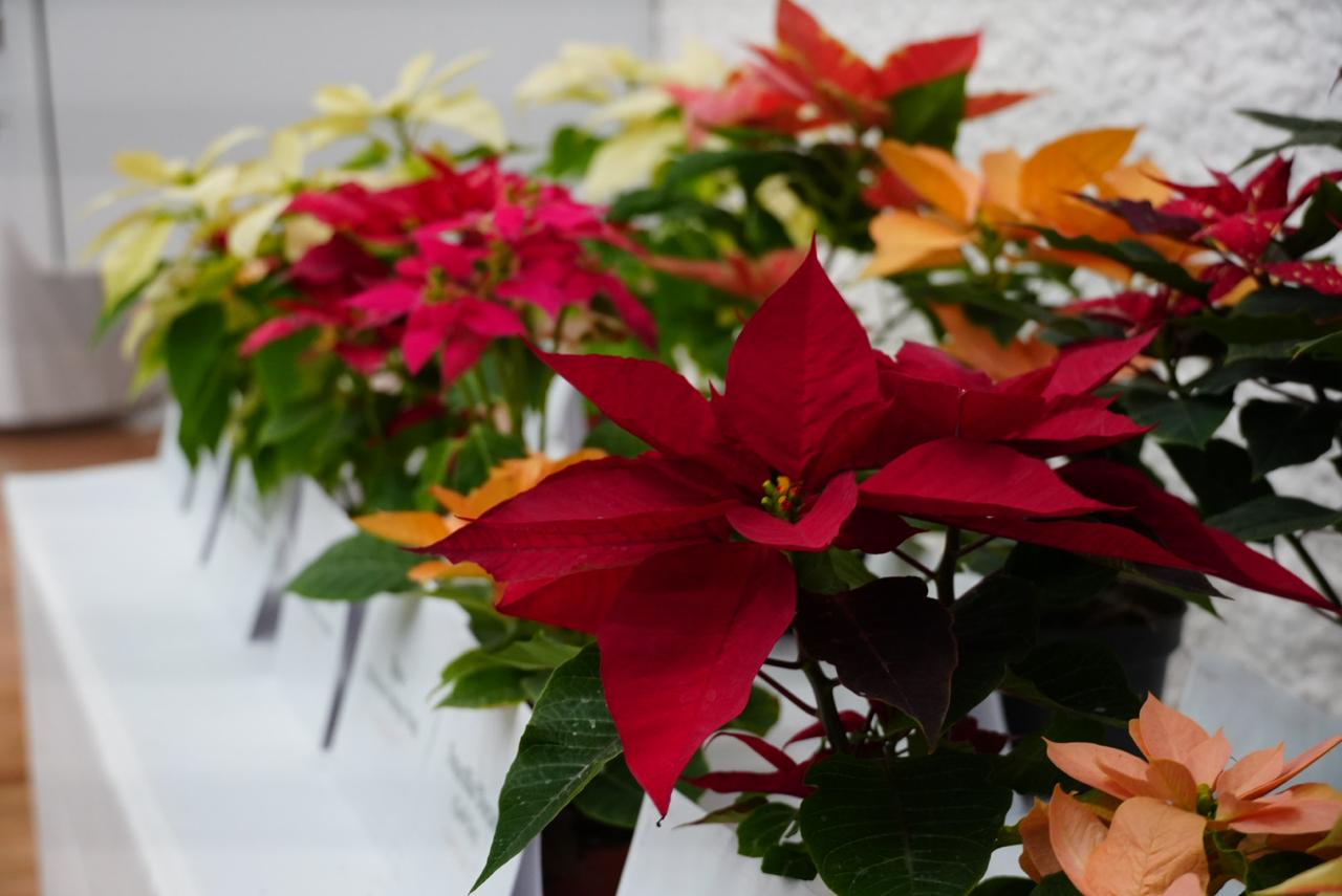 WhatsApp Image 2025-11-26 at 14.13.40 (4).jpeg