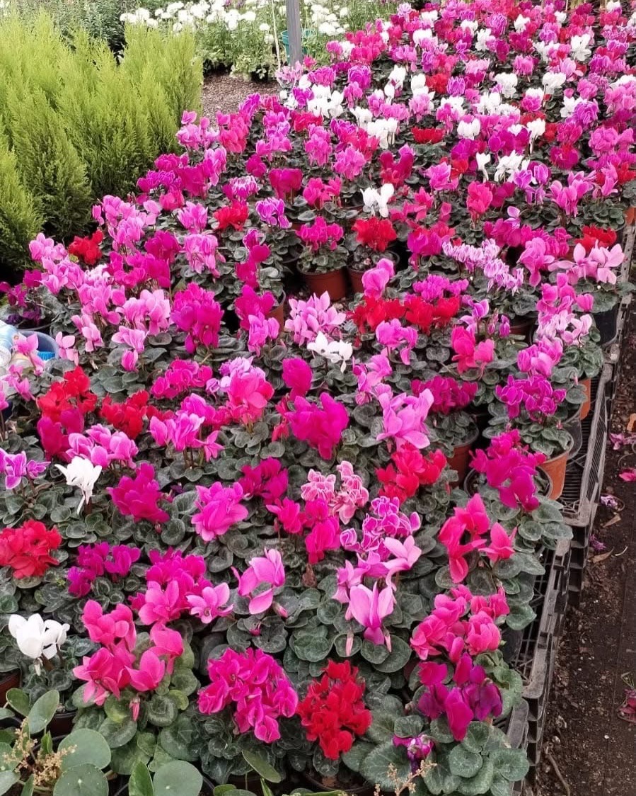 WhatsApp Image 2026-03-13 at 12.51.05 PM (1).jpeg