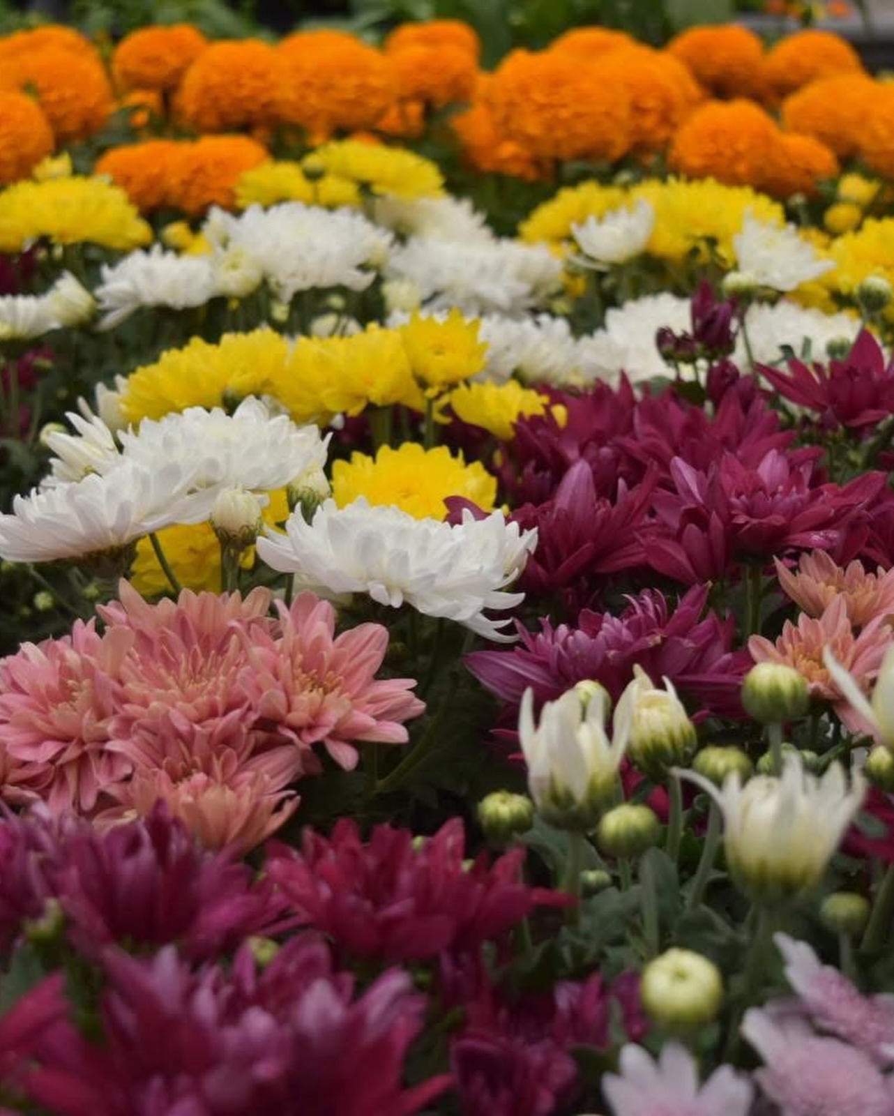 WhatsApp Image 2026-03-13 at 12.51.05 PM.jpeg