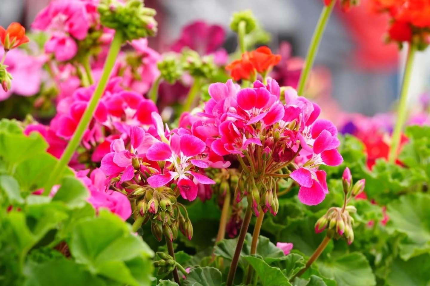 WhatsApp Image 2026-03-27 at 8.50.19 AM (3).jpeg