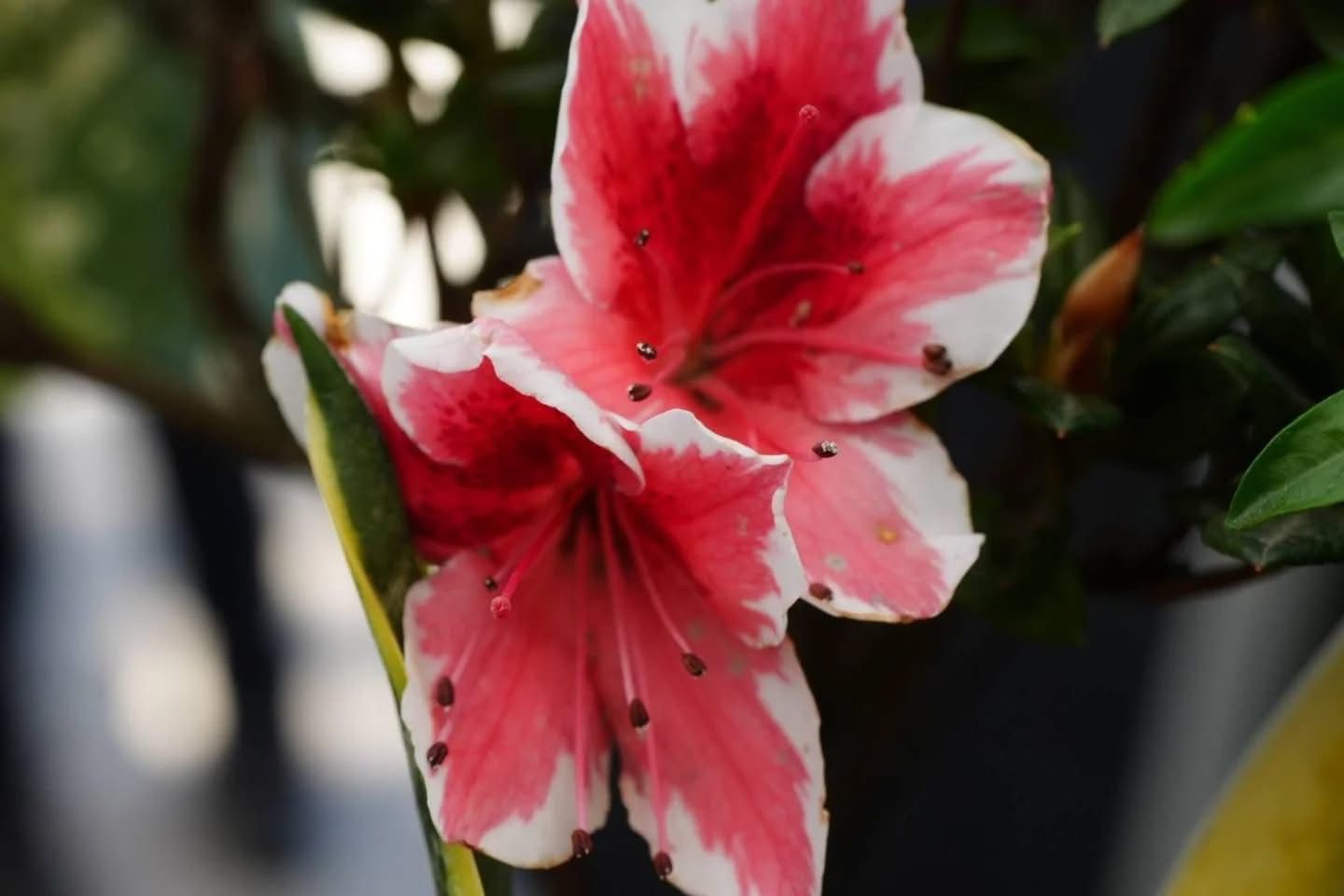 WhatsApp Image 2026-03-27 at 8.50.19 AM (2).jpeg